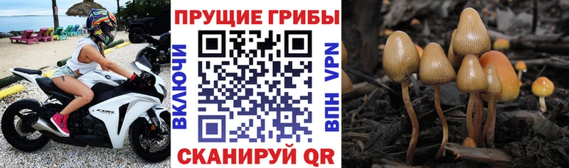 Псилоцибиновые грибы прущие грибы  Данилов 